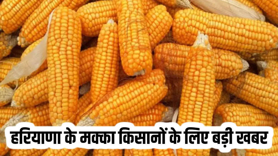 Haryana News: हरियाणा के मक्का किसानों के लिए बड़ी खबर, मंडियों में ये है खरीद की लास्ट डेट